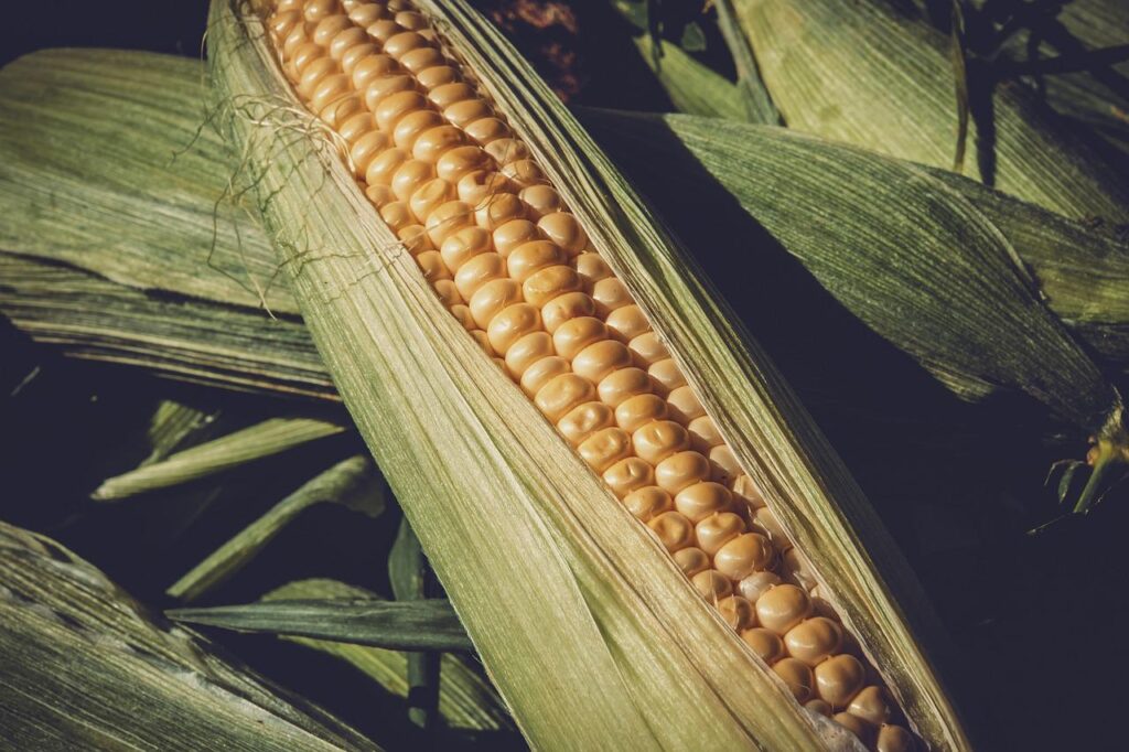 corn, harvest, healthy-3705687.jpg