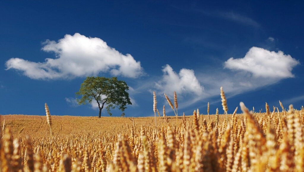 field, cereals, summer-192179.jpg